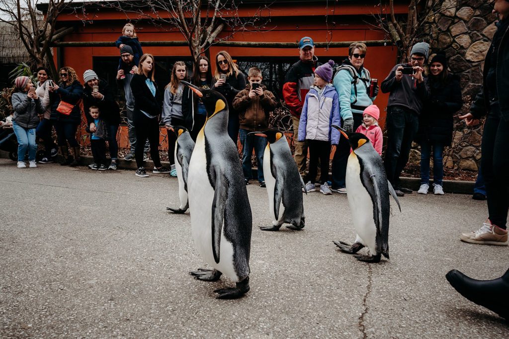 Penguins walking on sidewalk
